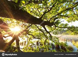 Mesaj de felicitare cu Ziua Silvicultorului