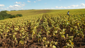 Situație critică în agricultură din cauza secetei