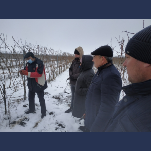 Tăiatul în uscat a viţei-de-vie în condițiile anului 2022