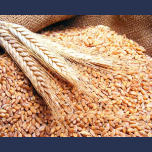 ANUNŢ DE PARTICIPARE la concursul privind împrospătarea cu decalaj  în timp  a grâului alimentar din rezervele de stat